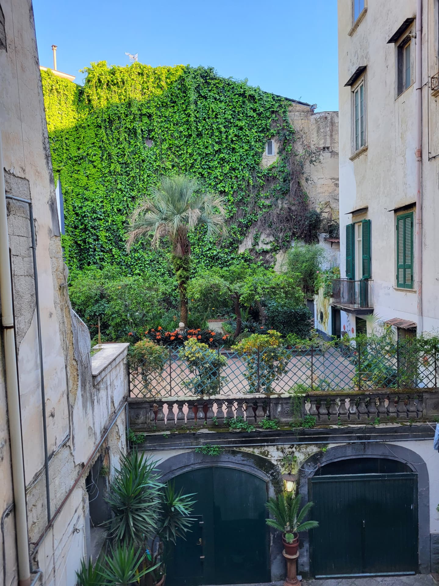 Giardino condominiale con palma e parete di edera vista dal palazzo, vicino al MANN